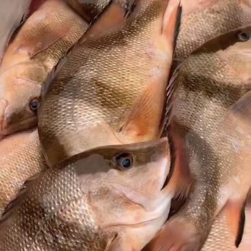 红三刀三刀鱼深海鱼