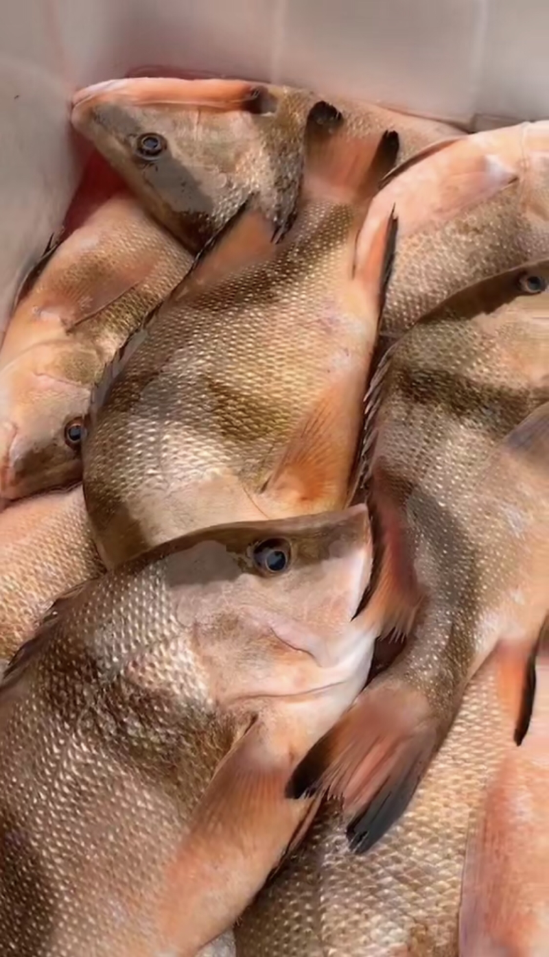 红三刀三刀鱼深海鱼
