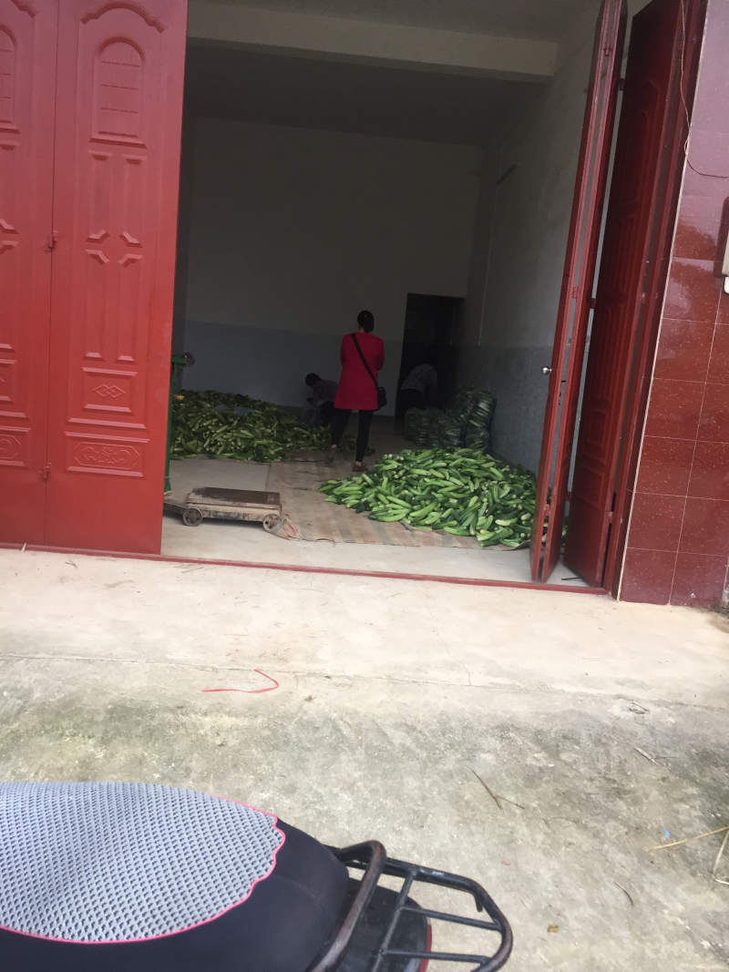 重庆大白黄瓜18~22公分鲜花带刺