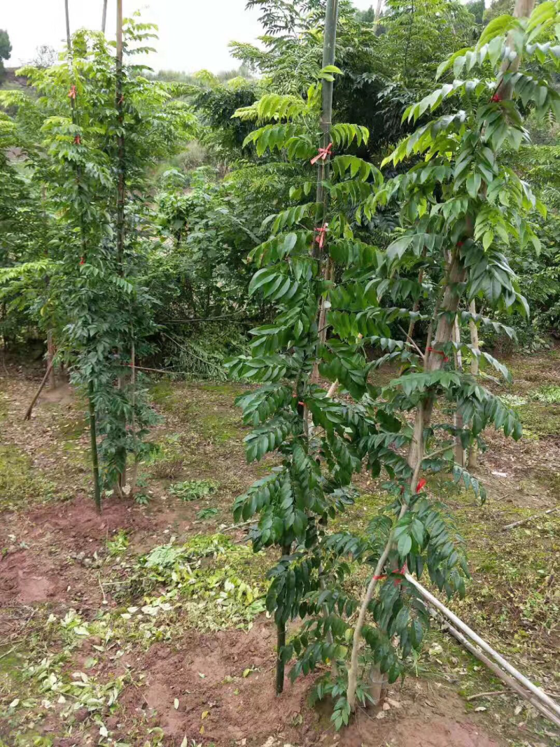 正宗海南黄花梨苗
