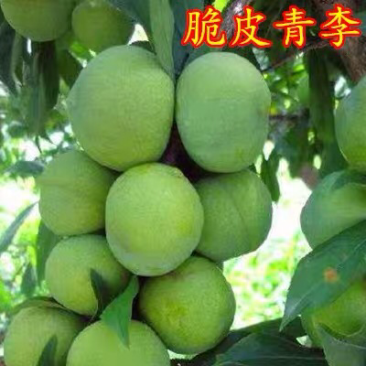 李子树苗南方北方种植青皮李树苗庭院盆栽地栽当年结果嫁接果