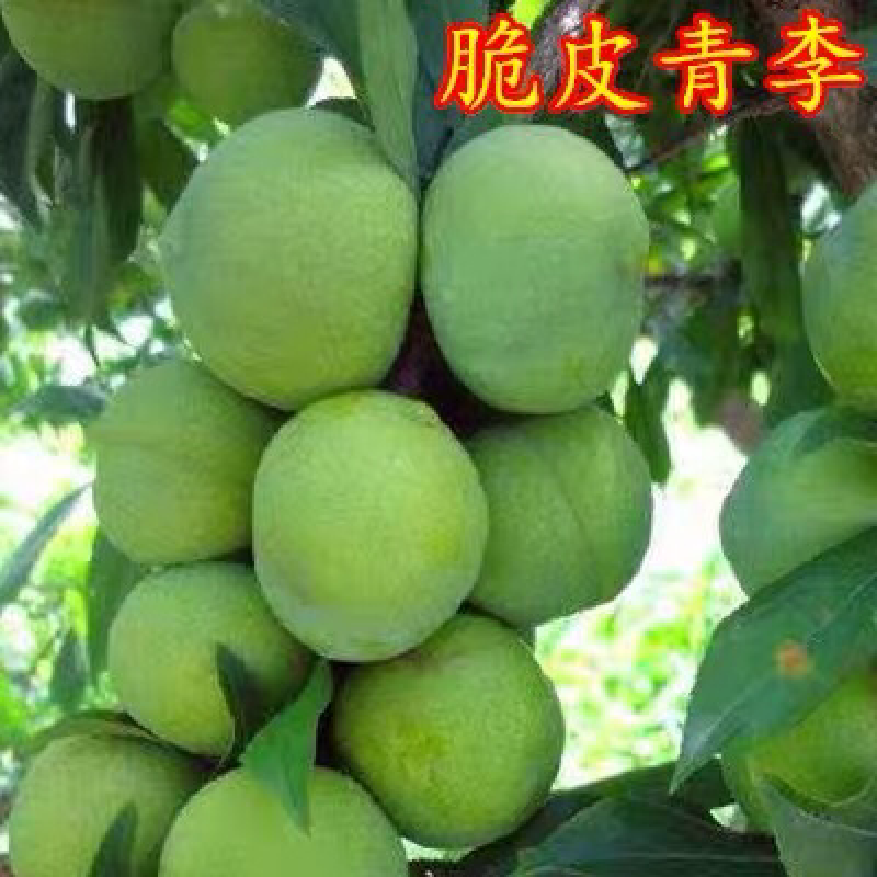 李子树苗南方北方种植青皮李树苗庭院盆栽地栽当年结果嫁接果