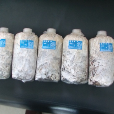 树叶萌发菌、棉籽壳萌发菌栽培种大量现货供应