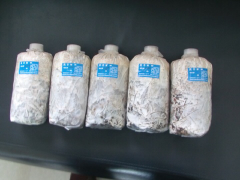 树叶萌发菌、棉籽壳萌发菌栽培种大量现货供应