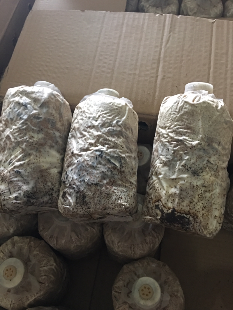 树叶萌发菌、棉籽壳萌发菌栽培种大量现货供应
