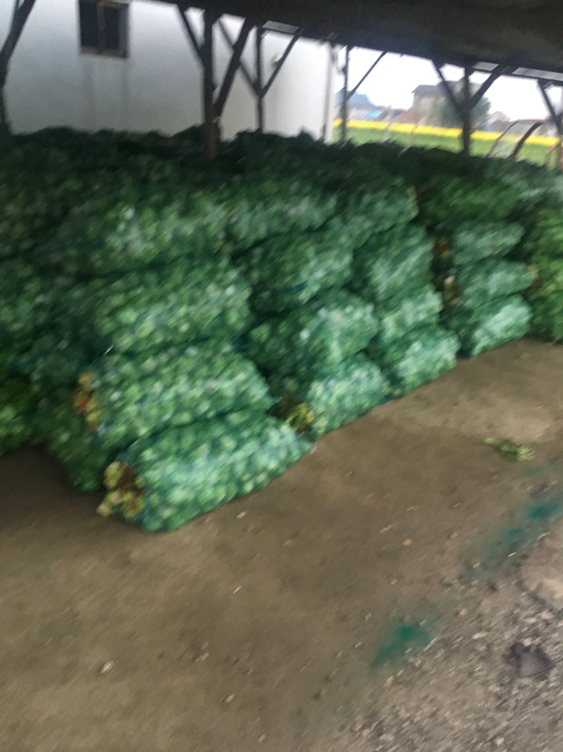 新鲜榨菜上市了，产地直销，量大从优，3月下旬上市