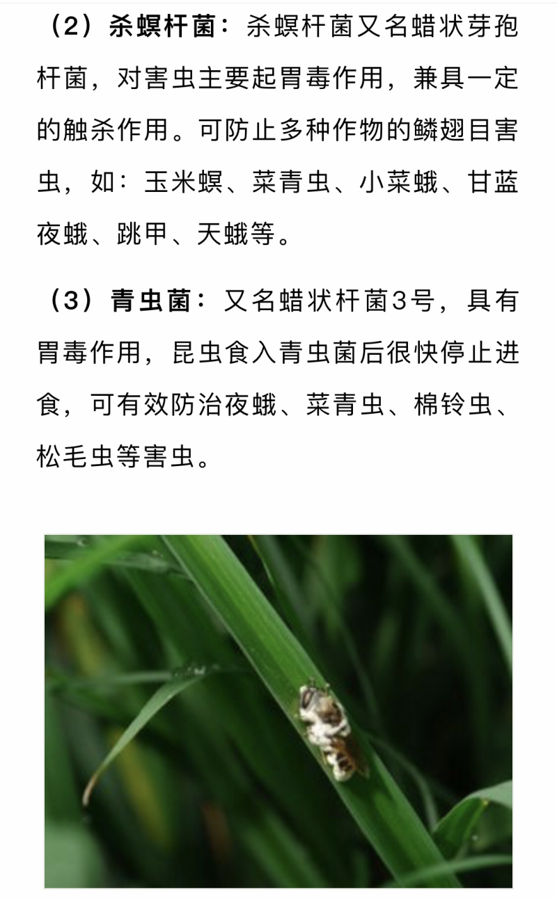 苦皮藤混合生物抗病防虫剂