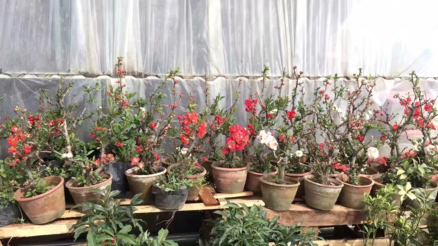 红双喜盛开在阳光下的花园中,花朵饱满,颜色鲜艳 红双喜盛开在阳光下的花园中,花朵饱满,颜色鲜艳