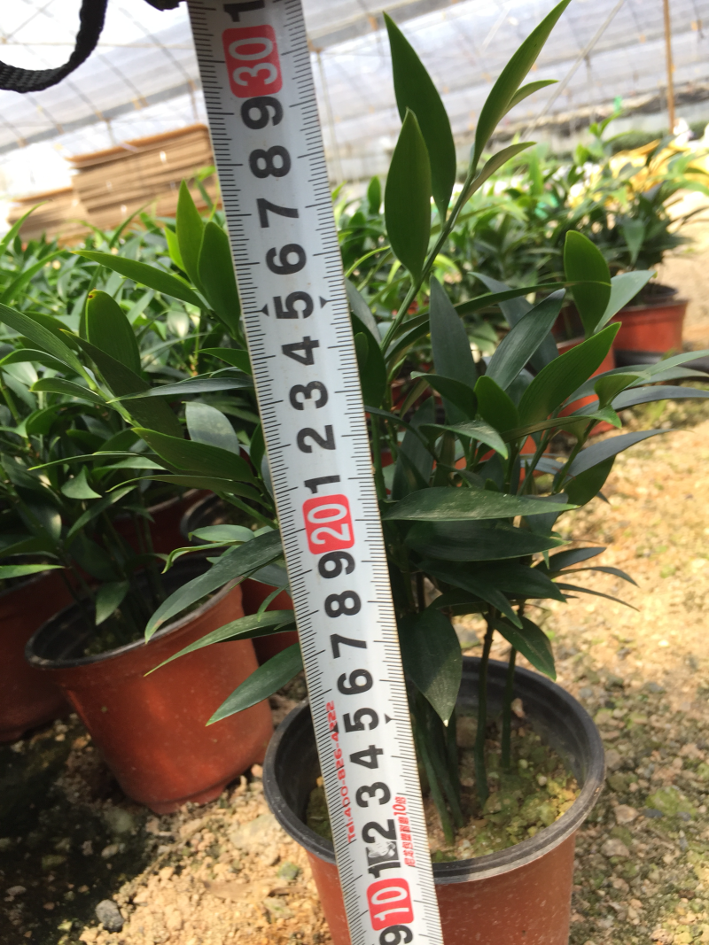 竹柏盆栽110杯，四季常青庭院阳台办公园林绿化