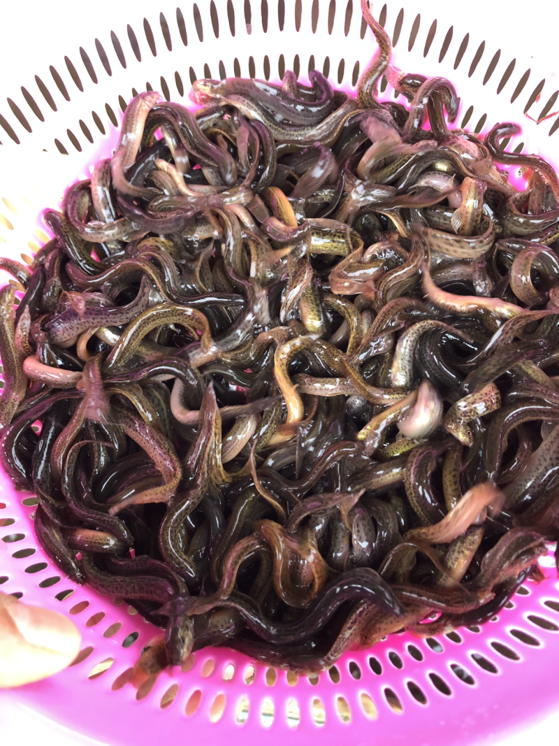 台湾泥鳅苗，全雄泥鳅苗，厂家直发