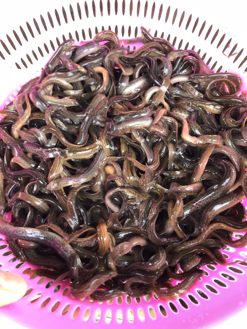 台湾泥鳅苗，全雄泥鳅苗，厂家直发