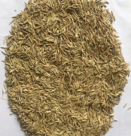 进口品种肯塔基草地早熟禾种子