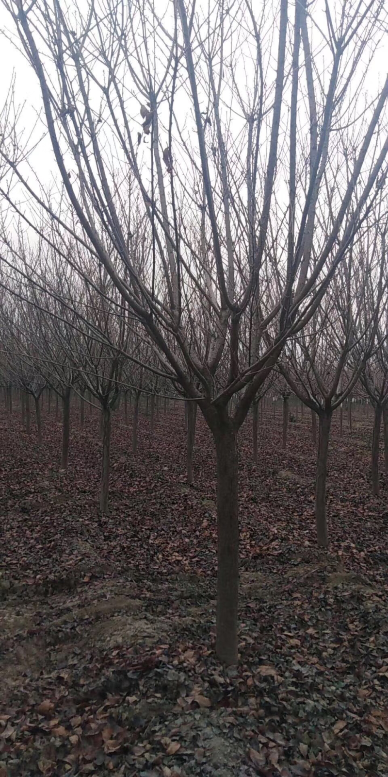 樱花，樱花树，樱花苗，日本晚樱，早樱，10公分樱花