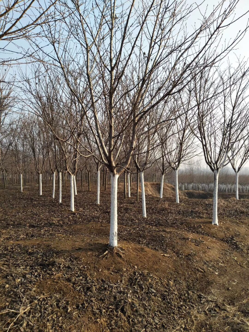 樱花，樱花树，樱花苗，日本晚樱，早樱，10公分樱花
