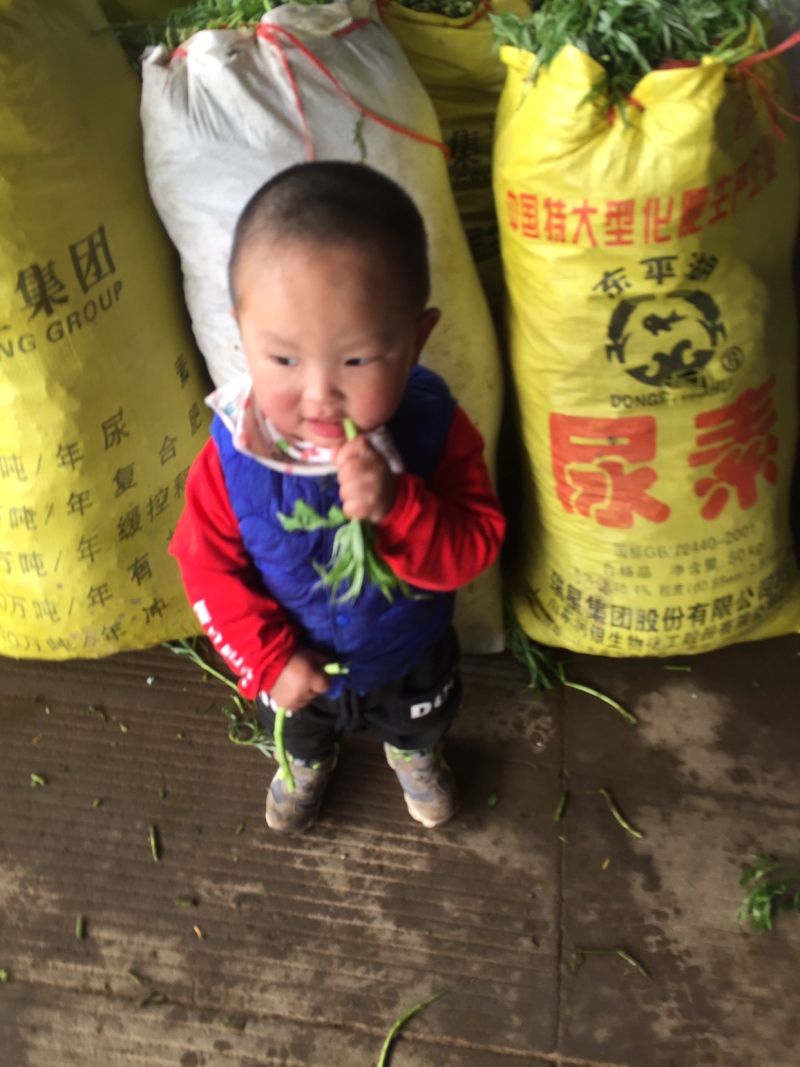 泥蒿，常年四季供应，随行就市，质量保证，