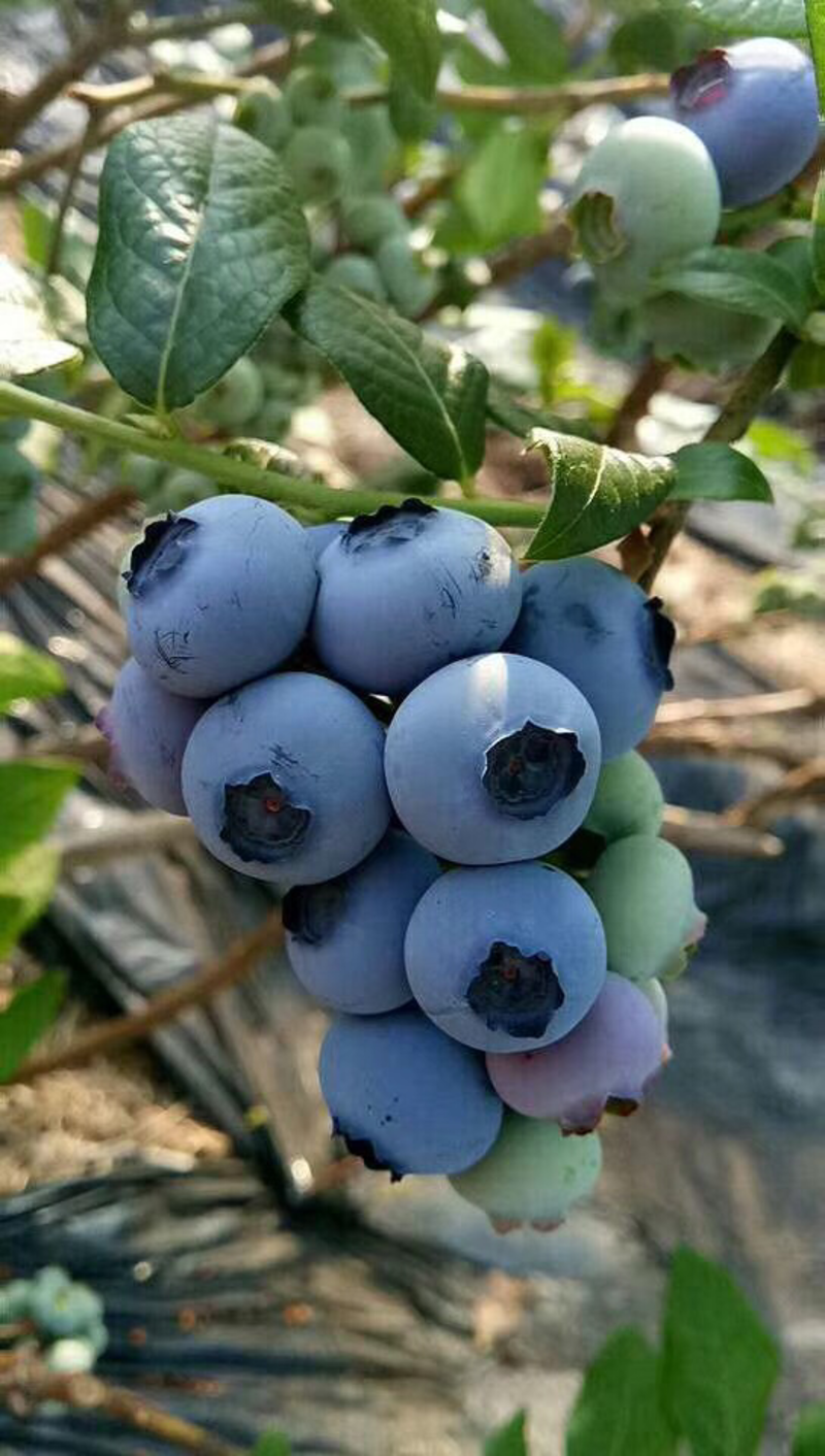 北路蓝莓