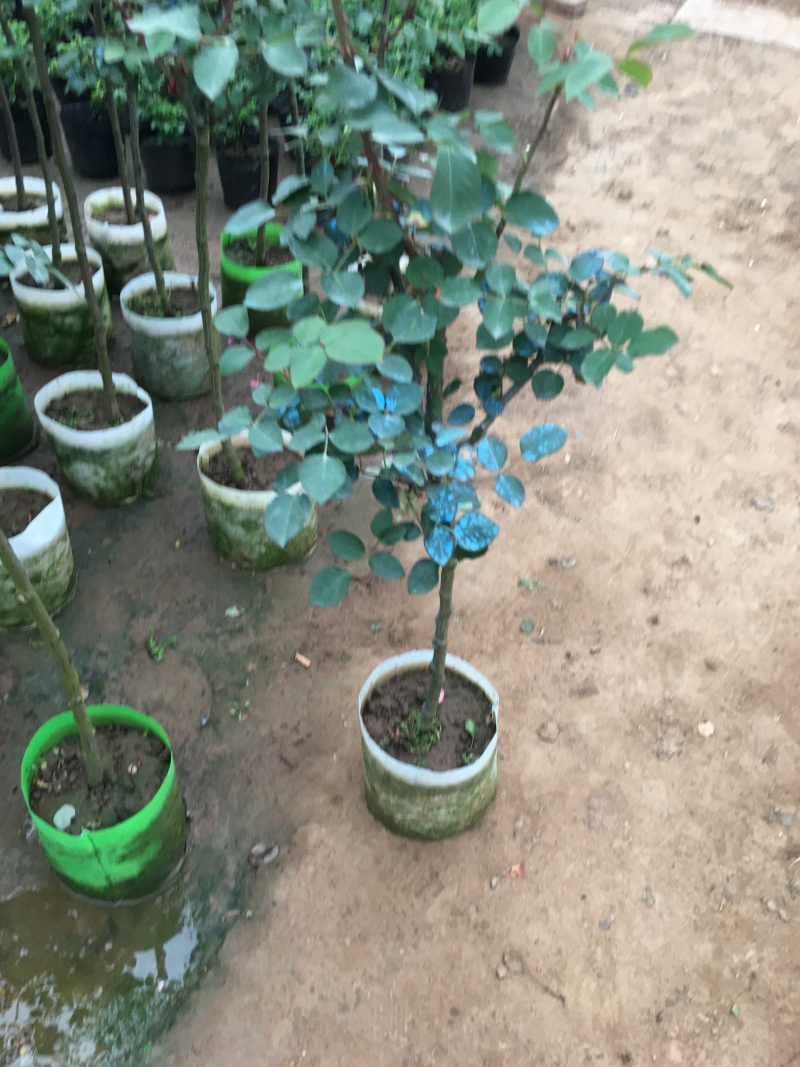 树桩月季月季大花月季大小规格有货价格优惠