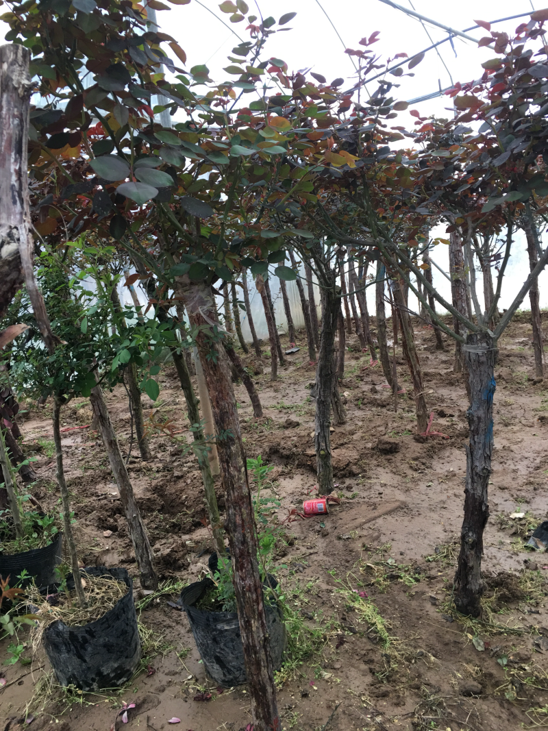 树桩月季月季大花月季大小规格有货价格优惠