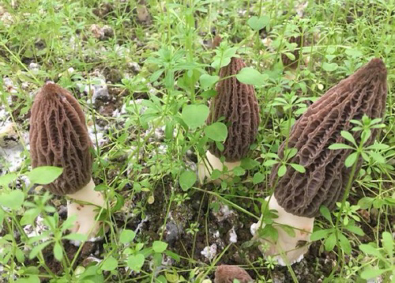 种植羊肚菌（优质品质）基地直销