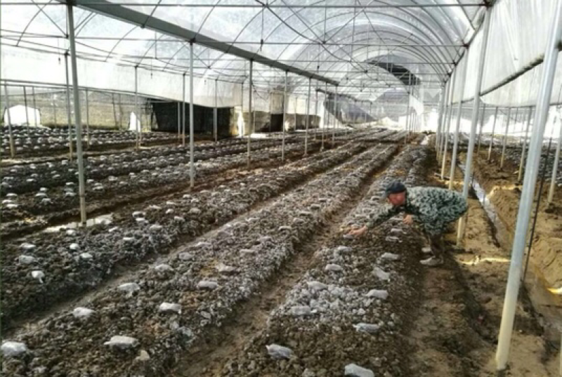 种植羊肚菌（优质品质）基地直销