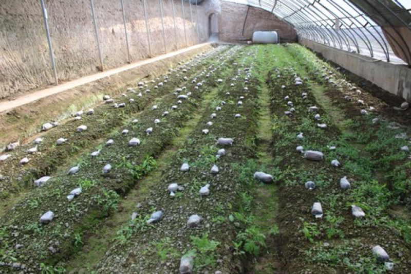 种植羊肚菌（优质品质）基地直销