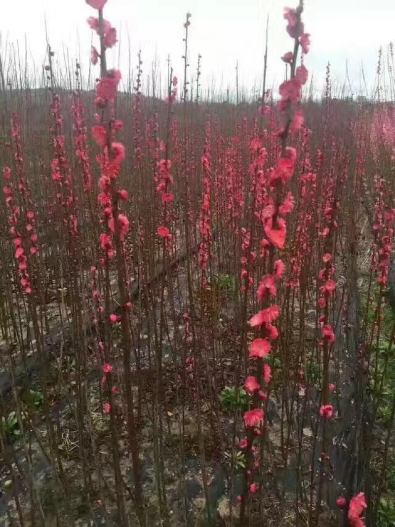 红梅8-9公分，基地直销，质量保证