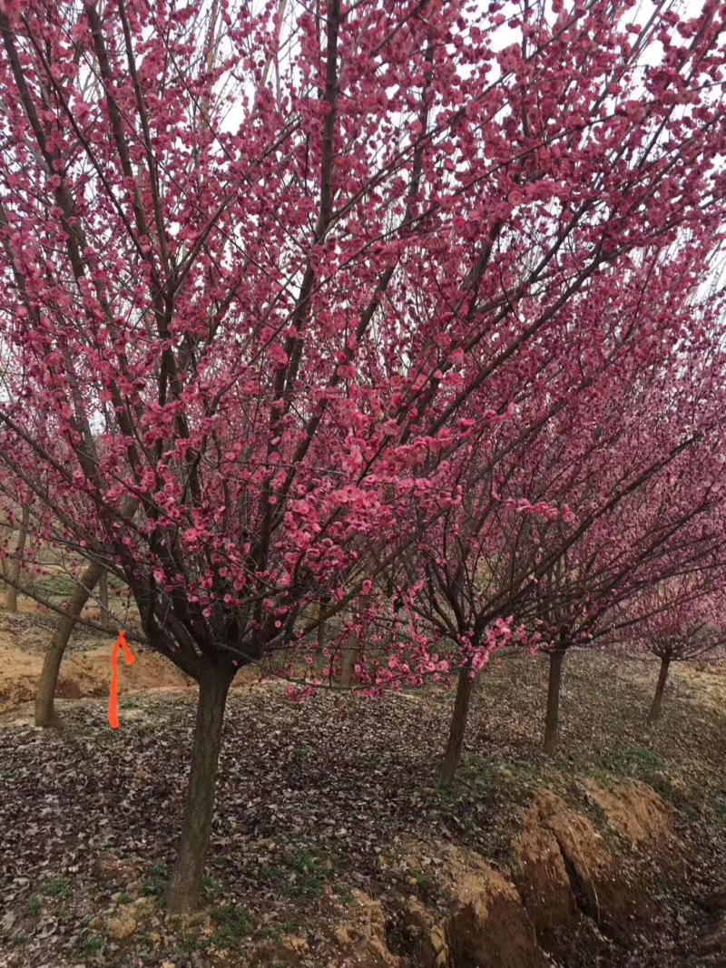红梅8-9公分，基地直销，质量保证