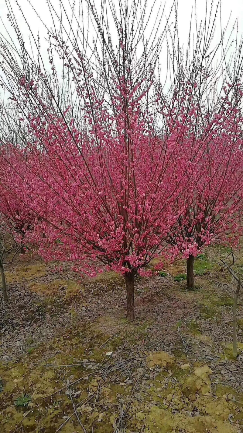 红梅8-9公分，基地直销，质量保证