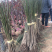红梅8-9公分，基地直销，质量保证