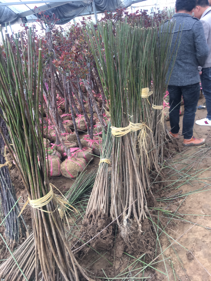 红梅8-9公分，基地直销，质量保证