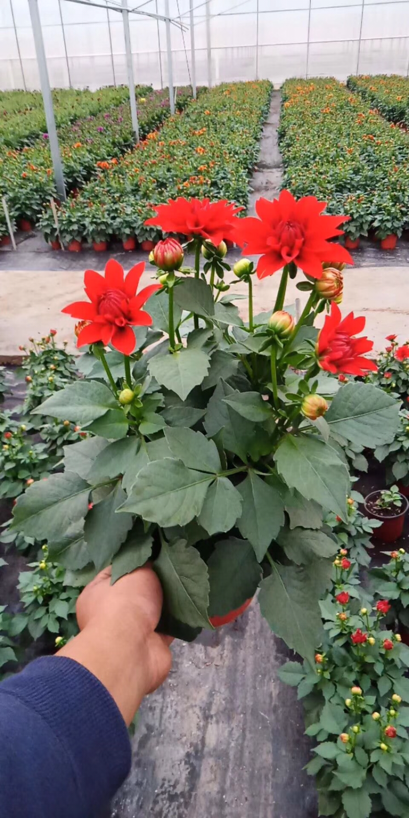 大丽花、大理花、红薯花、红苕花种苗多年生球根花卉