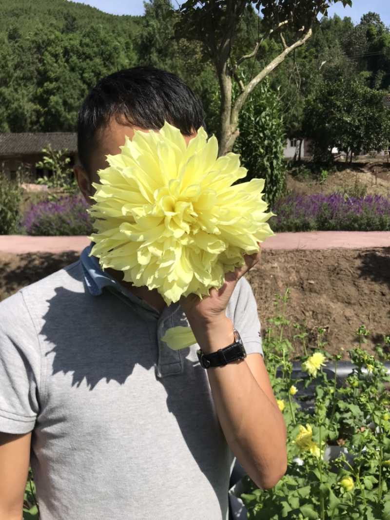 大丽花、大理花、红薯花、红苕花种苗多年生球根花卉