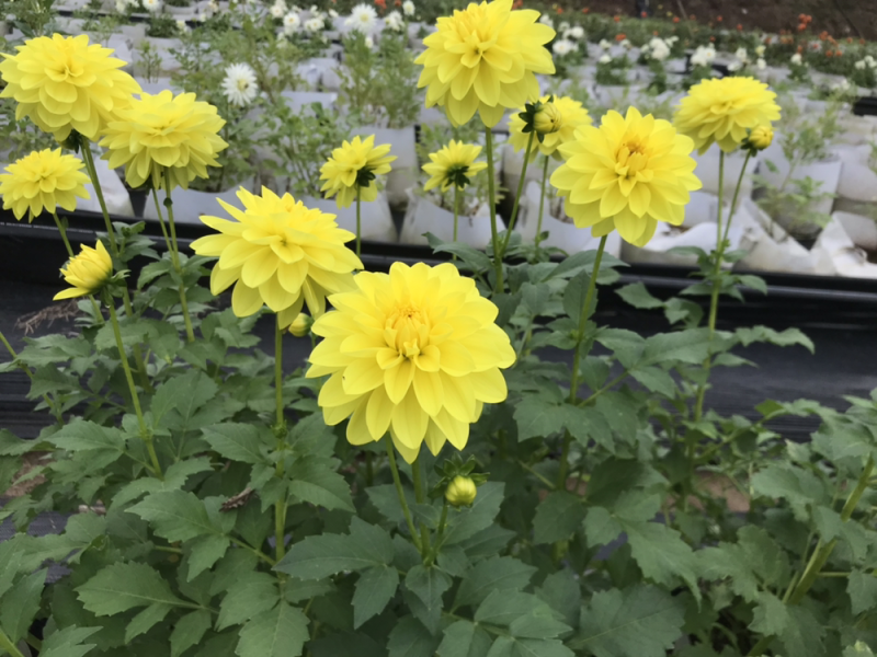 大丽花、大理花、红薯花、红苕花种苗多年生球根花卉