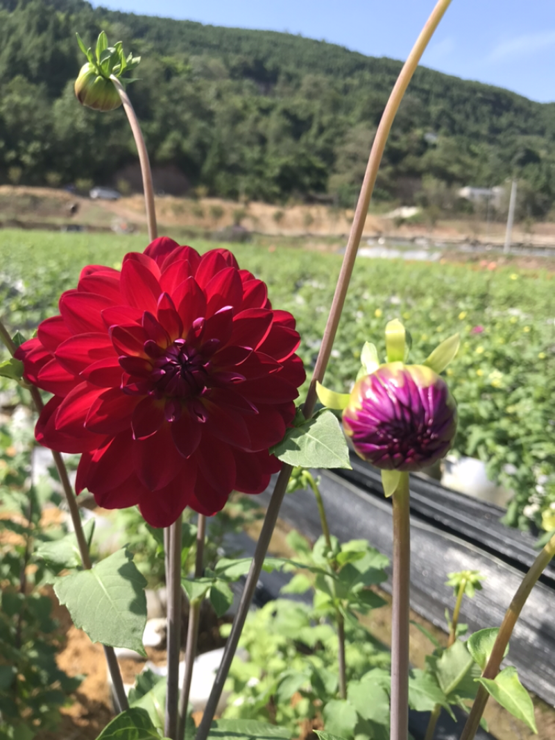 大丽花、大理花、红薯花、红苕花种苗多年生球根花卉