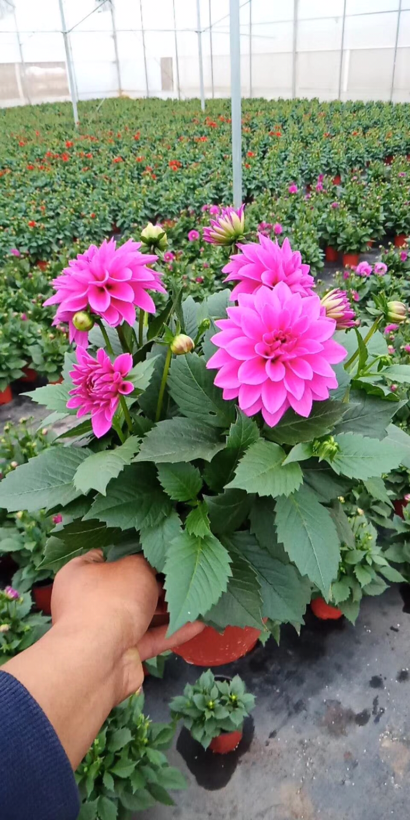 大丽花、大理花、红薯花、红苕花种苗多年生球根花卉
