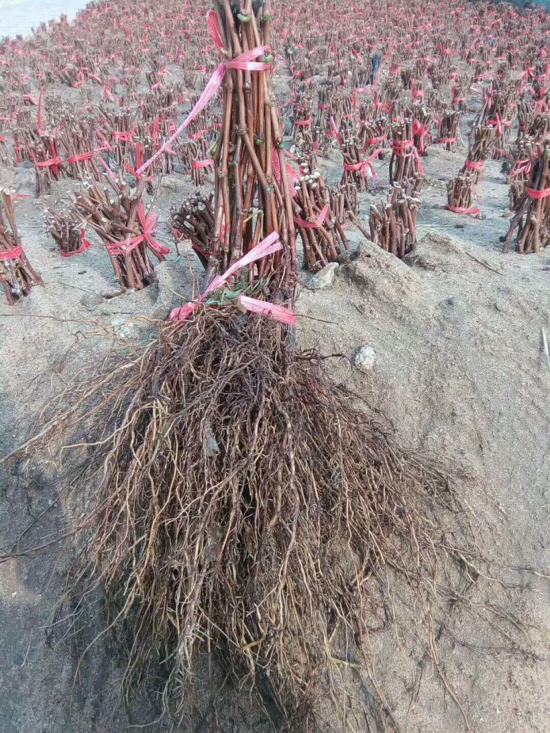 大量批发贝达巨峰各种嫁接葡萄苗各种葡萄种苗。