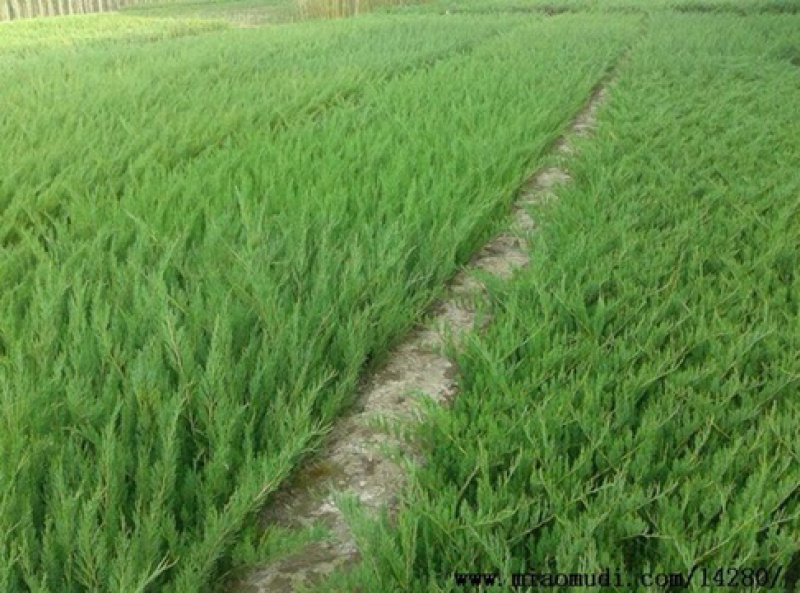 绿化用苗庭院苗沙地柏小苗铺地柏松柏树及大小各规格地柏