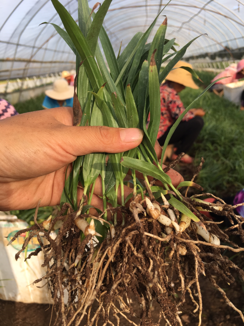 三叉白芨种苗2年苗块茎2公分以上紫花白芨苗