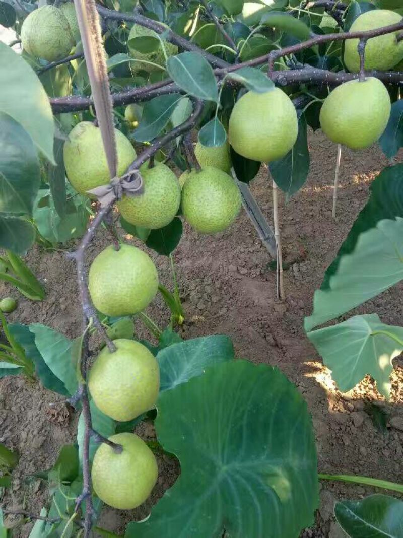 莱阳梨纸箱350~400g