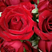 法兰西卡罗拉玫瑰花鲜切花批发直销