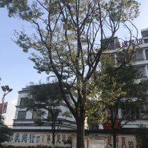 朴树