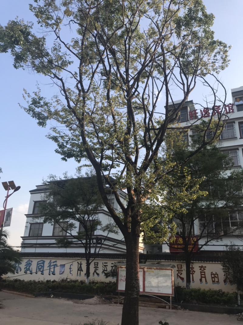 朴树