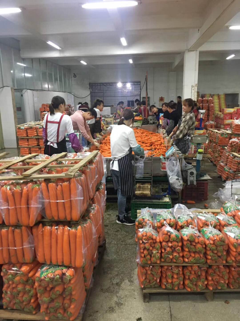 专业加工出口胡萝卜，物美价廉，有需要的联系我！