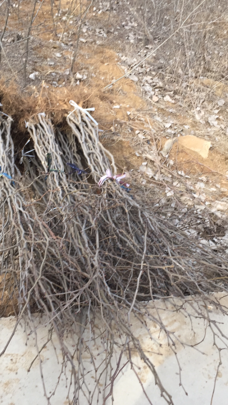 优质多刺皂角苗基，基地直供现挖现卖死苗补发回收产品。
