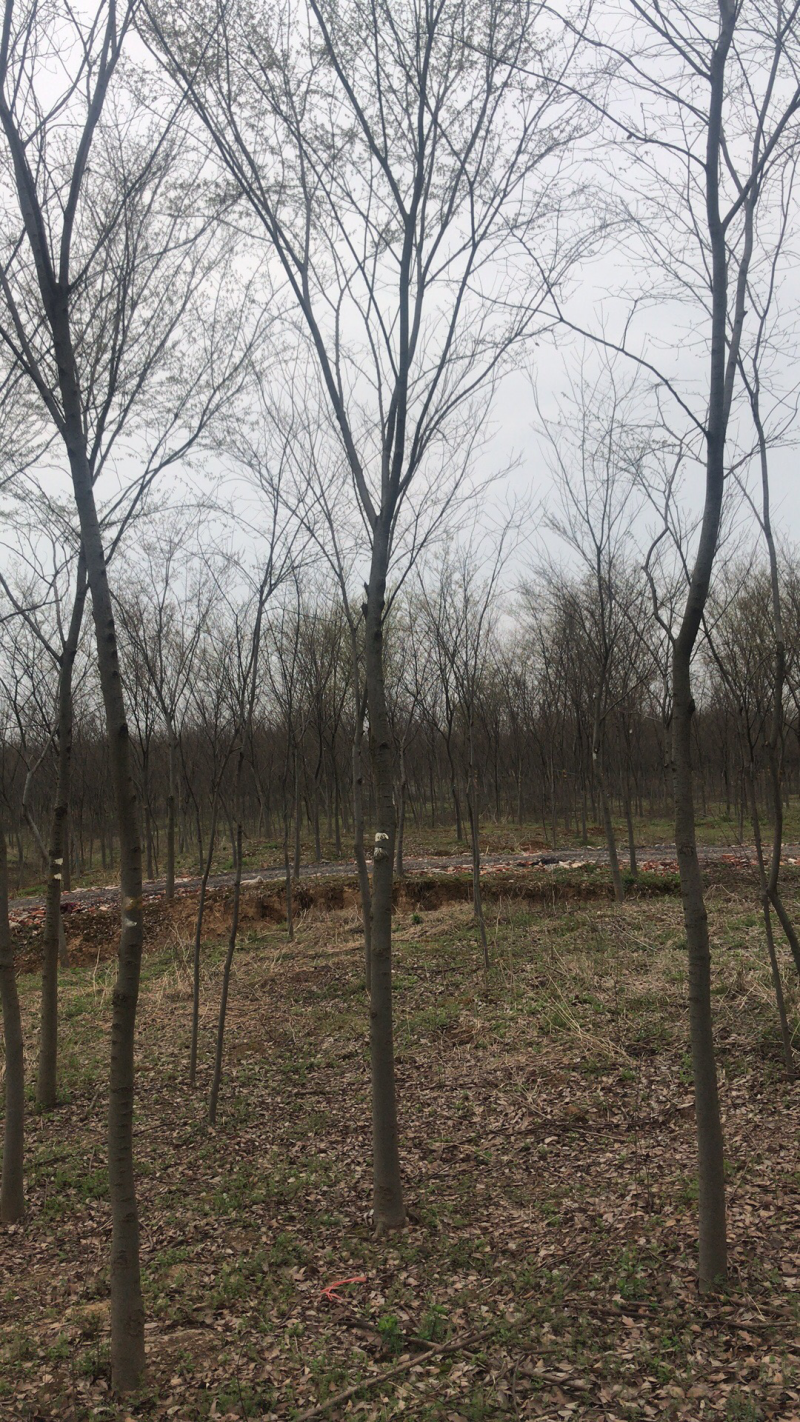 7公分榉树