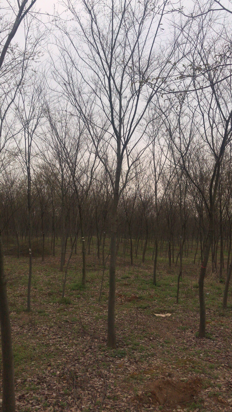 7公分榉树