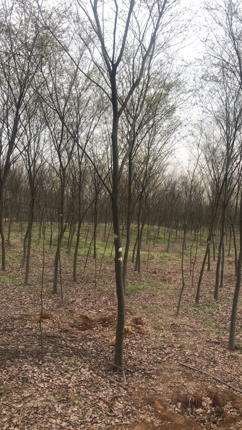 7公分榉树