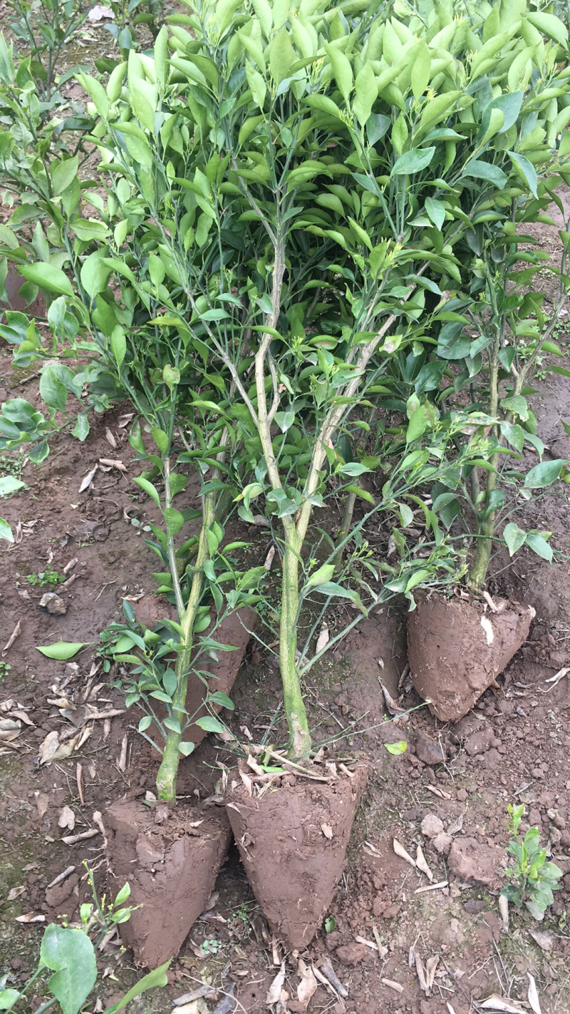 耙耙柑公分苗有需要的老板欢迎下单哈价格美丽