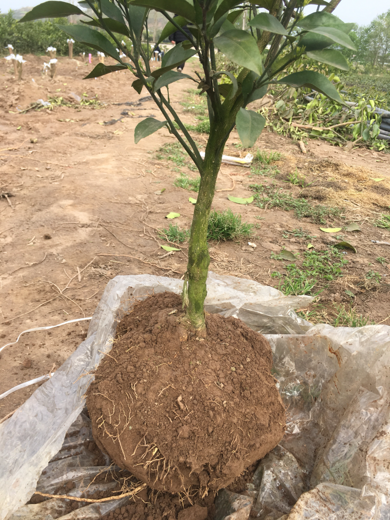 耙耙柑公分苗有需要的老板欢迎下单哈价格美丽