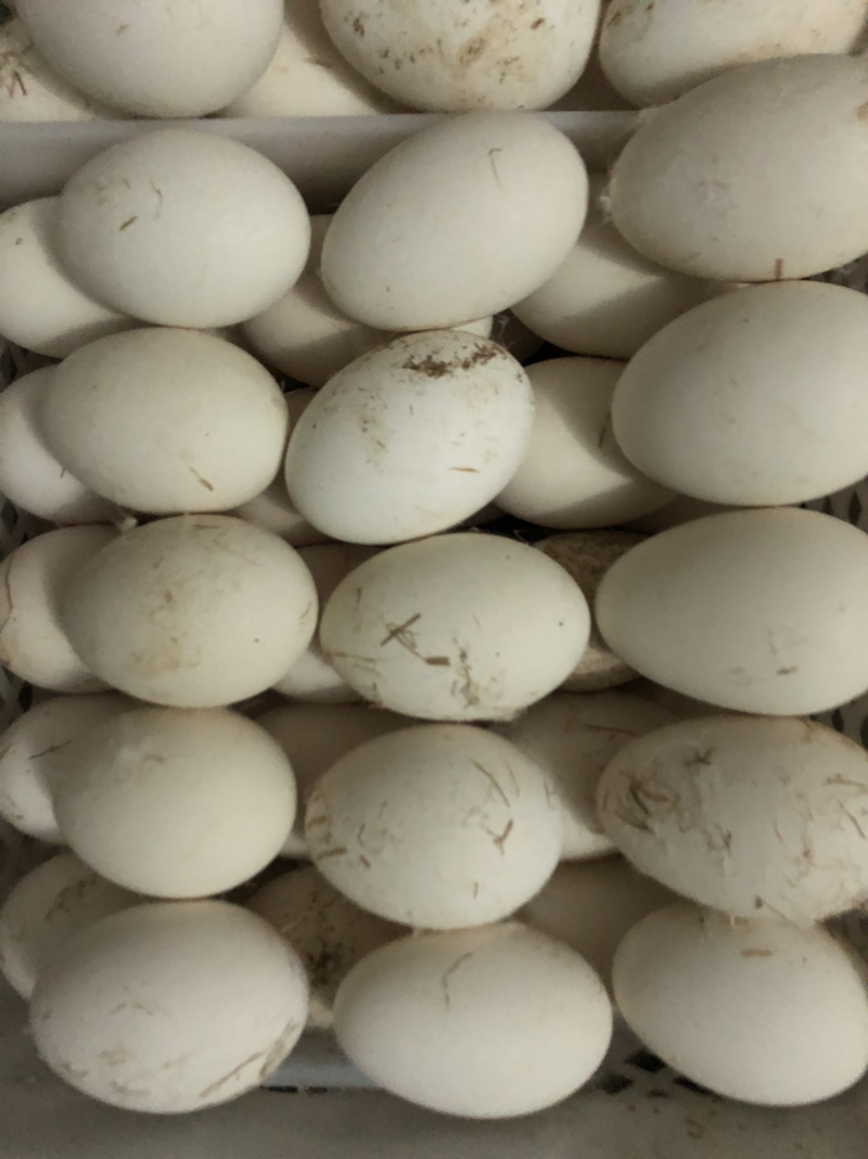 农家散养鹅蛋红心️腌制冒油质量保证基地直发量大优惠